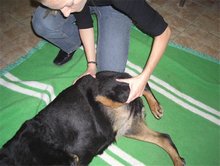 Ostéopathie canine