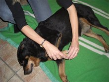 Ostéopathie canine, traitement de la hanche